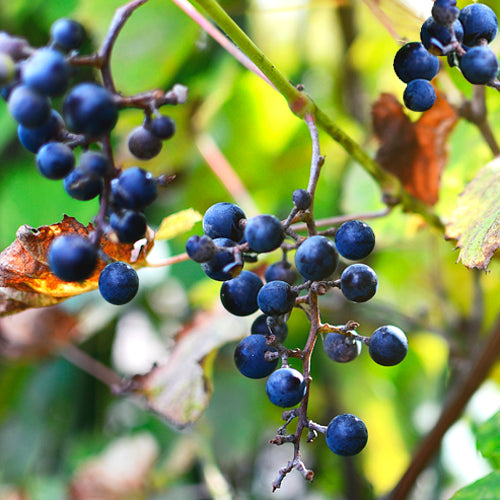 Resvital Capsules (resveratrol)