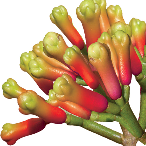 Dental support - OregaDENT Oregano, Cinamon & Clove