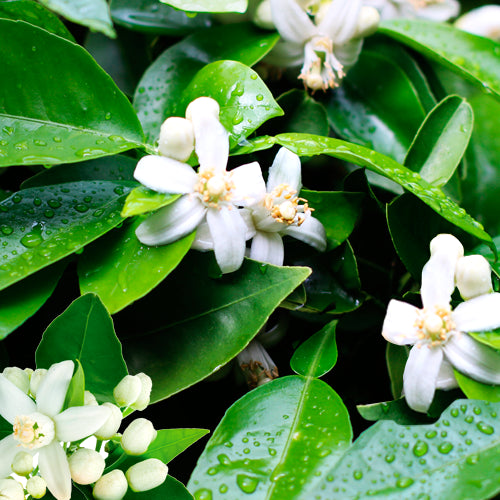 Essence of Neroli Orange