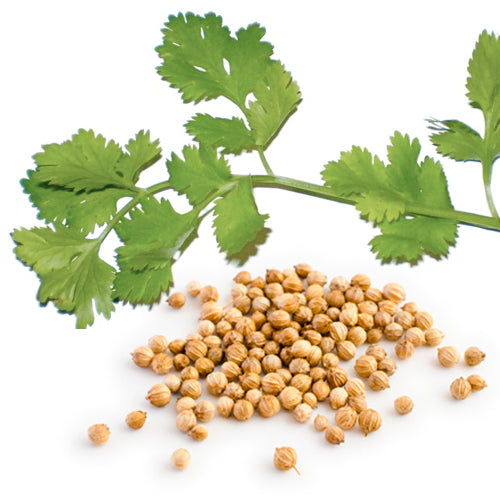 Essence of Pure Cilantro