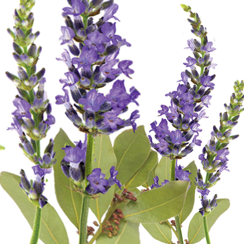 Lavenol - Lavendar essential oil - Wild picked