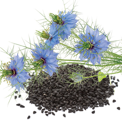 Black Seed Oil