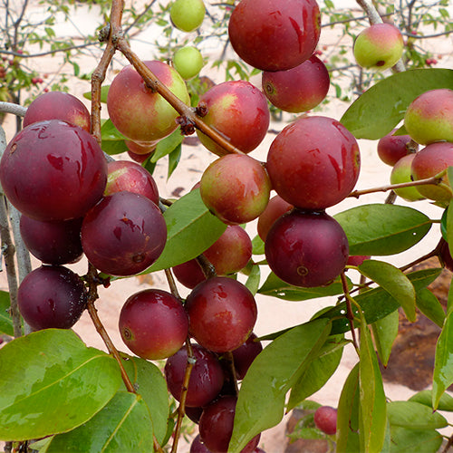 Elder-C capsules